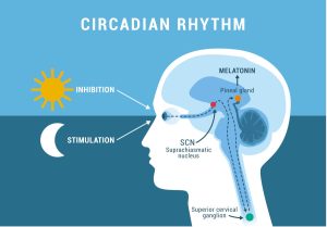 The Circadian Rhythm