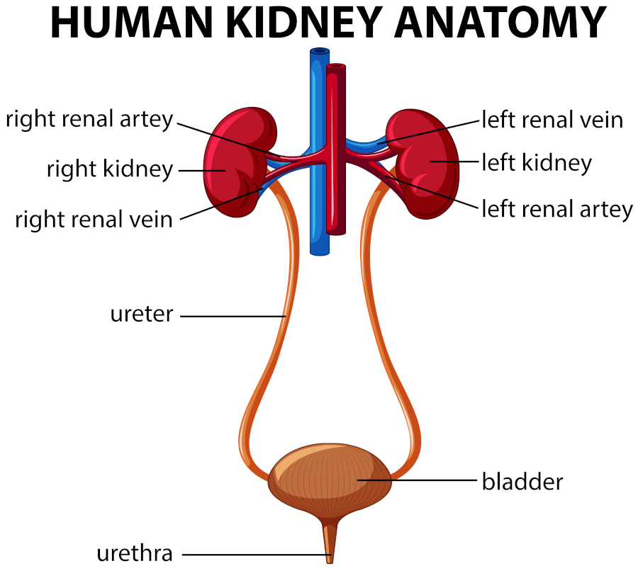 Human kidney anatomy diagram