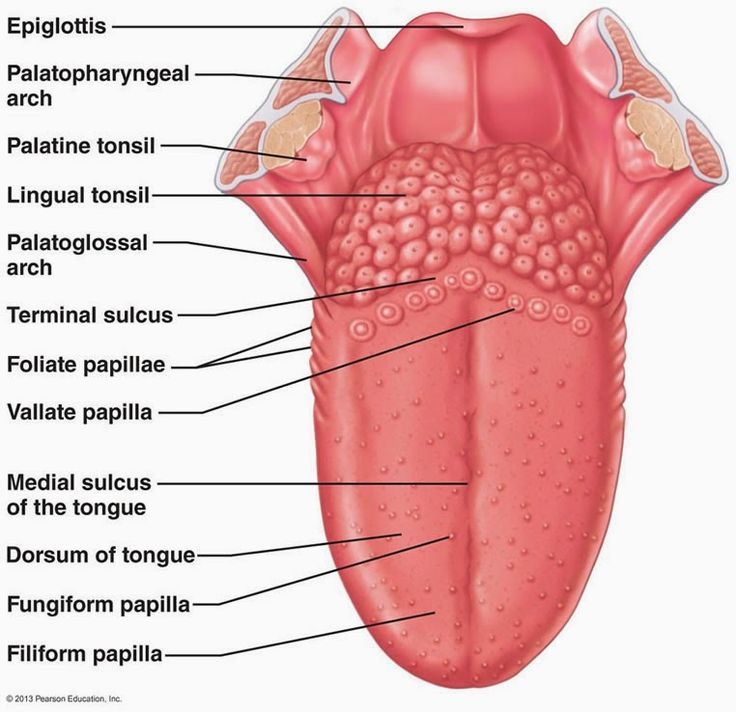 the tongue