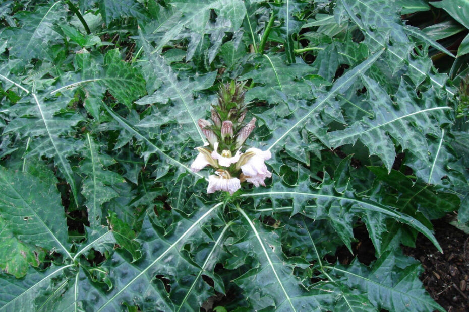 Acanthus montanus (Mountain thistle)