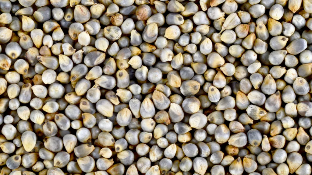 Pearl Millet