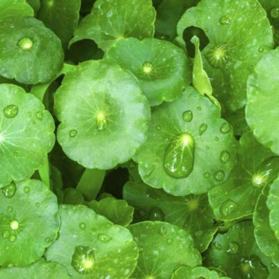 Gotu Kola