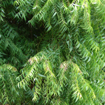 Neem leaves on Neem tree