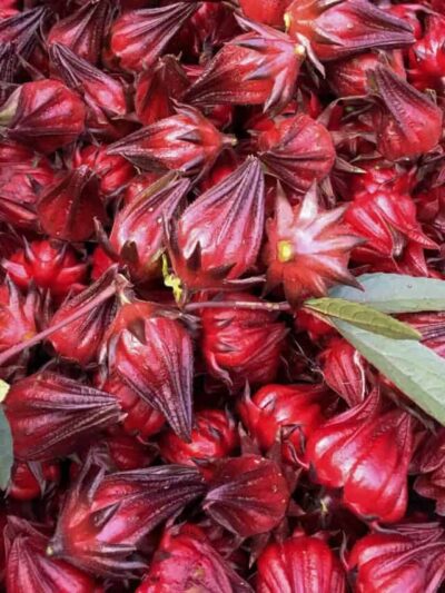 Hibiscus Calyces (Sobolo/Sorrel)