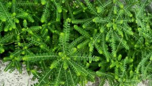 Seed-under-leaf plant