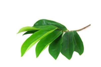 Soursop leaves and stems