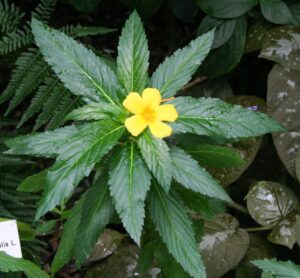 Damiana herb