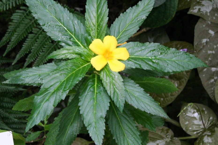 Damiana herb