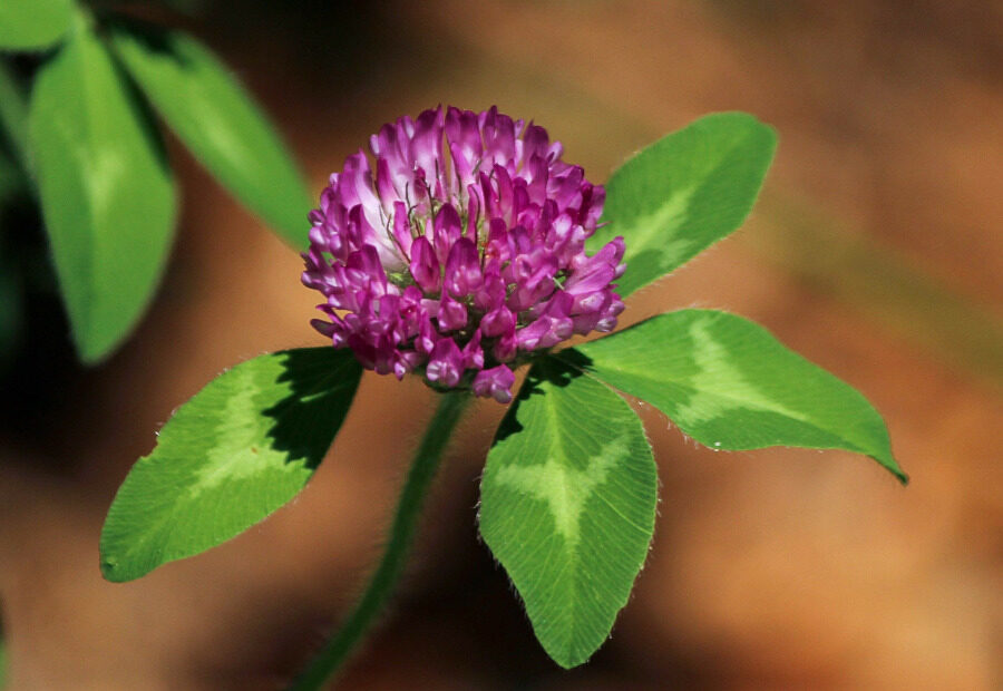 Red Clover