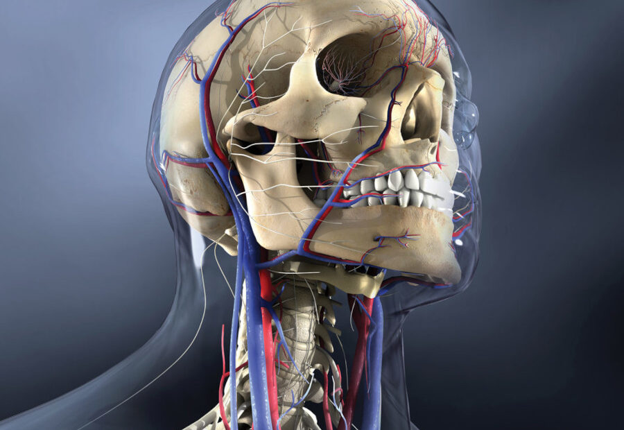 Head anatomy