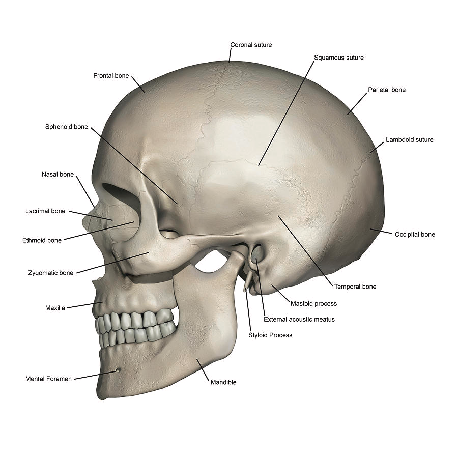 Anatomy Overview Head And Facial Structures Ital Is Vital Anatomy Overview Head And Facial Structures Ital Is Vital