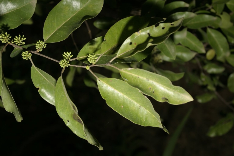 Pteleopsis suberosa