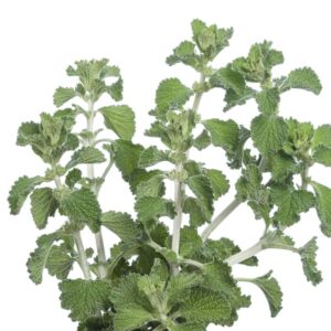 Horehound