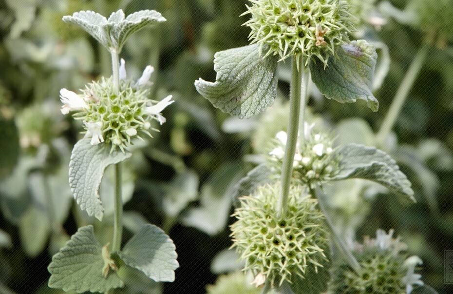 Horehound