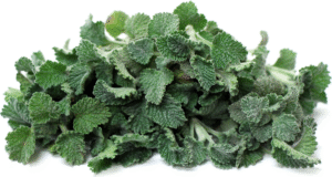 Horehound herb