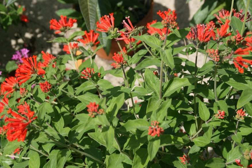 Bouvardia ternifolia (Trompetilla)