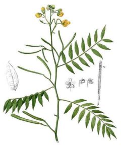 Cassia occidentalis (Senna occidentalis)2