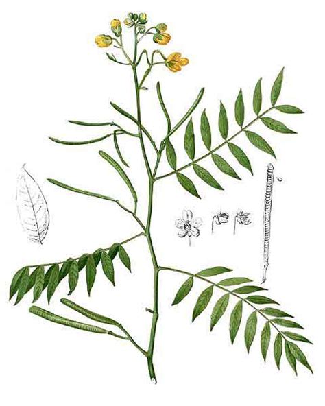 Cassia occidentalis (Senna occidentalis)2