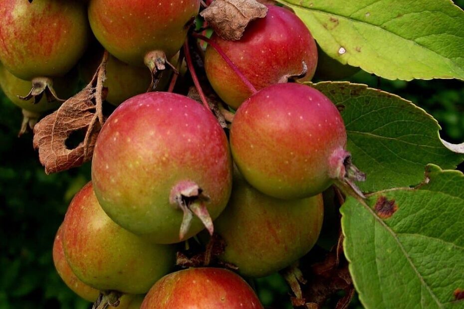 Crab Apple