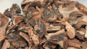 Cuachalalate Amphipterygium adstringens