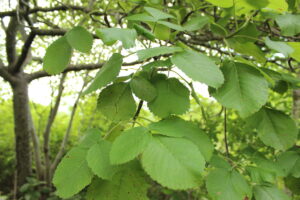 Cuachalalate Amphipterygium adstringens