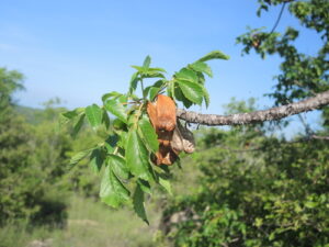 Cuachalalate Amphipterygium adstringens