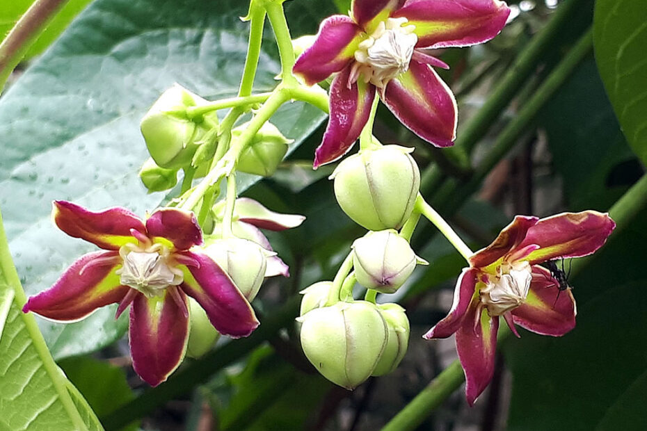 Mondia Whitei - White's ginger