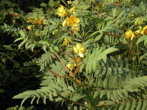 Cassia occidentalis