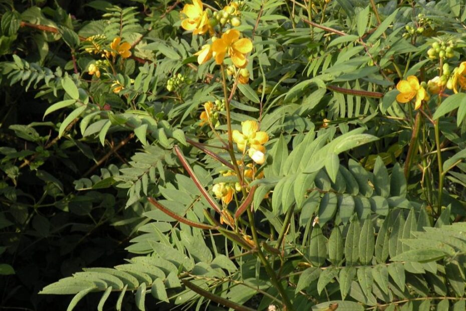 Cassia occidentalis