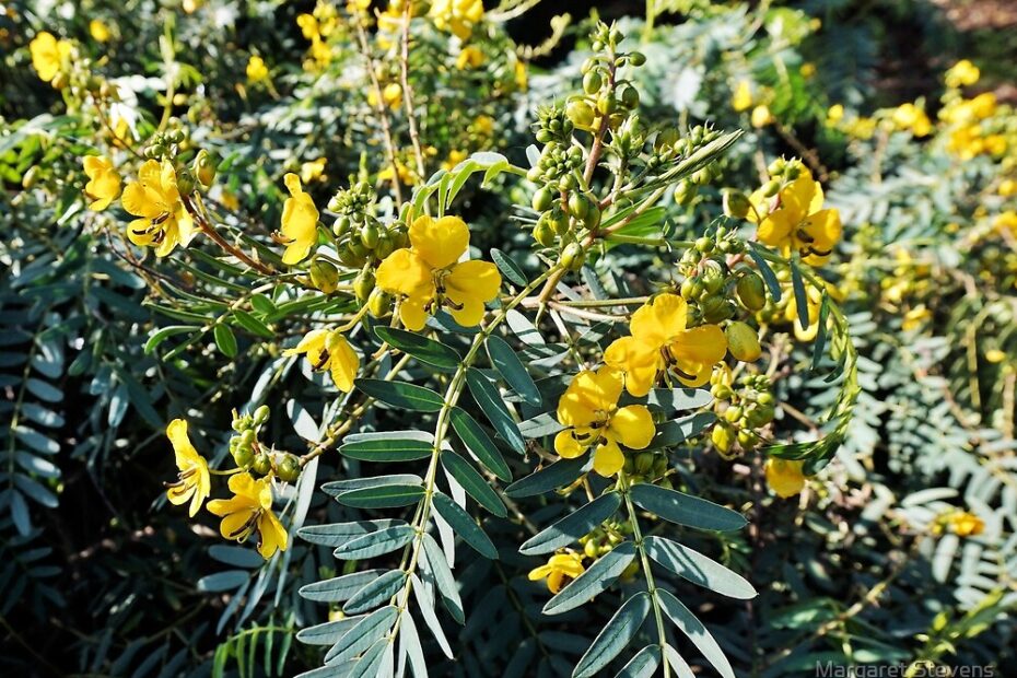 Senna alexandrina