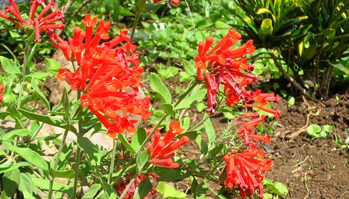 Trompetilla