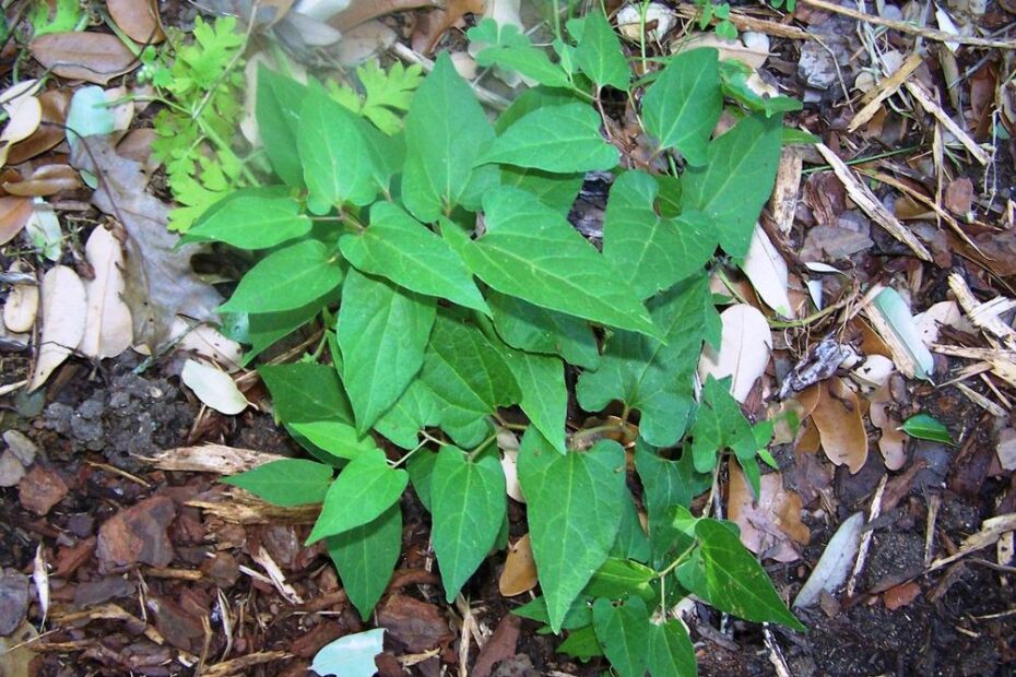 Virginia Snake root
