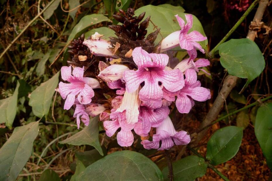 Newbouldia laevis - flowering