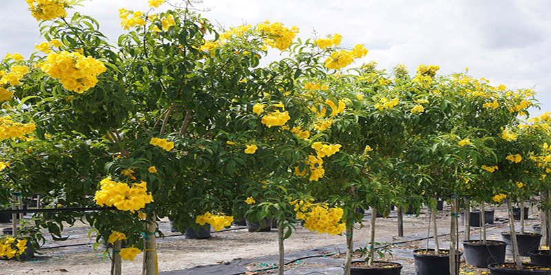 Tronadora / Yellow Elder (Tecoma stans)