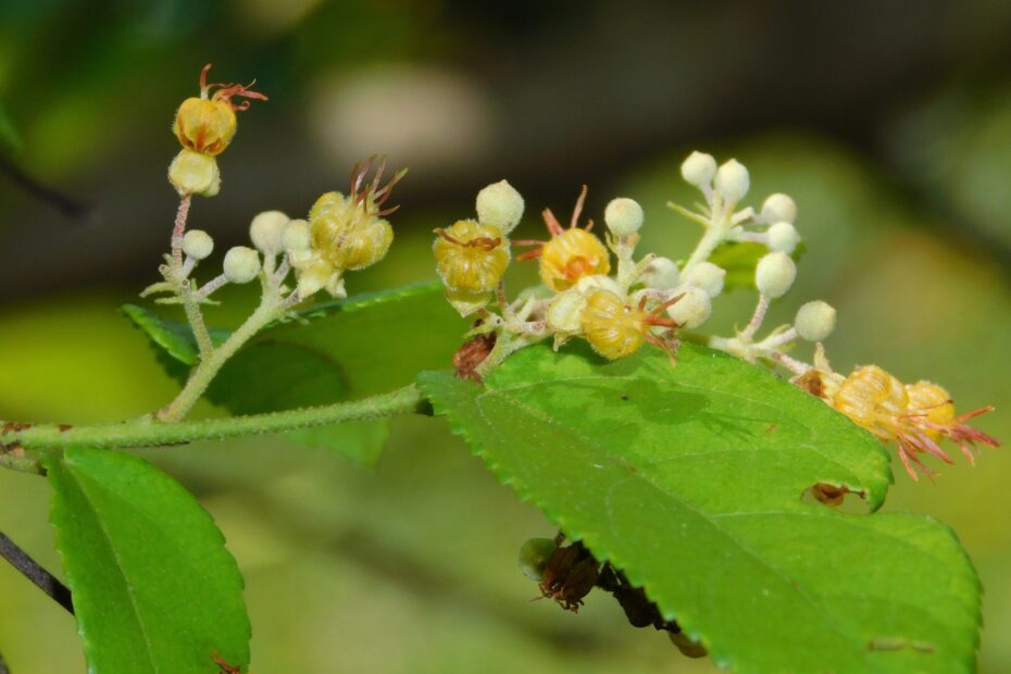 Guazuma ulmifolia (Bas Cedar)