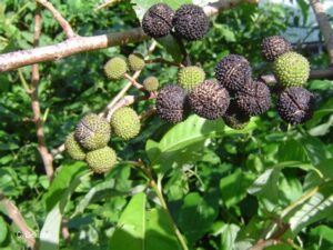 Guazuma ulmifolia (Bas Cedar)