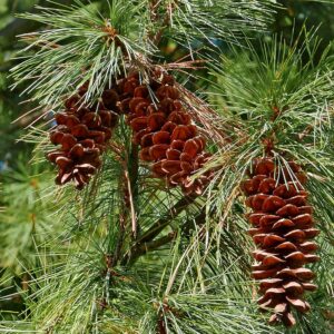 Pinus strobus