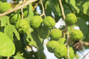 Bas Cedar (Guazuma ulmifolia Lam.)