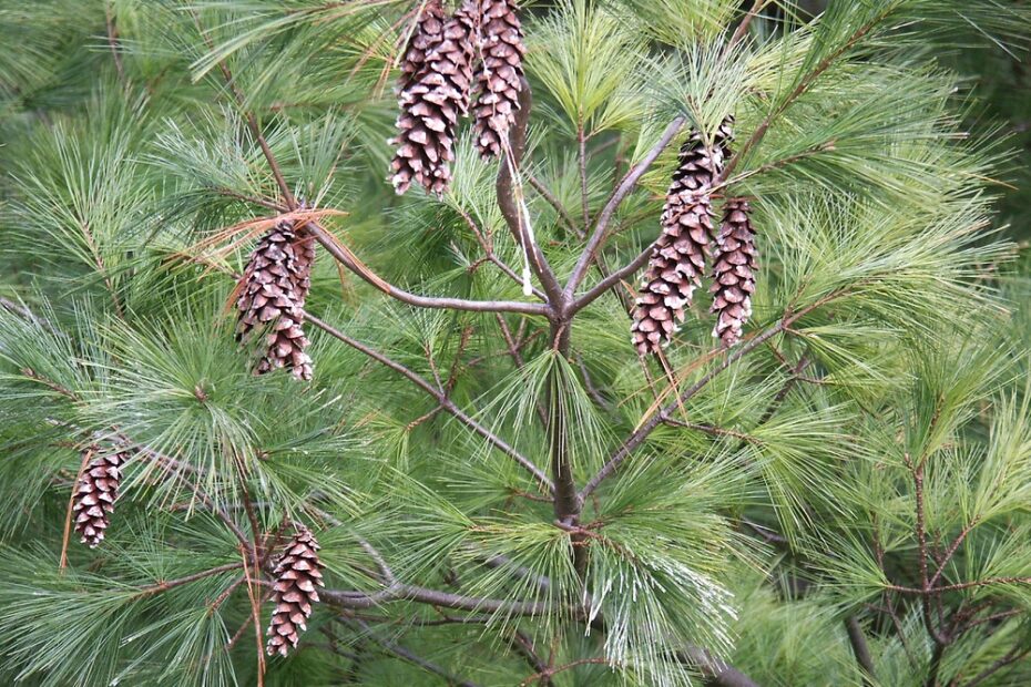 Pinus strobus