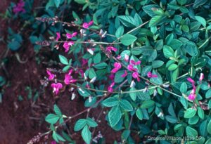 Desmodium incanum (Strong back)
