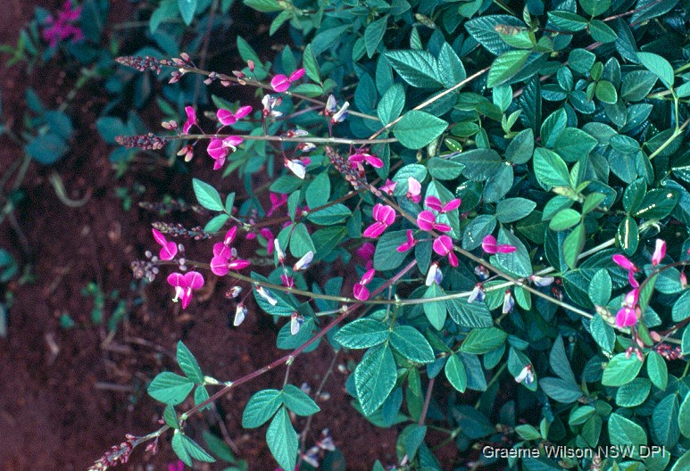 Desmodium incanum (Strong back)