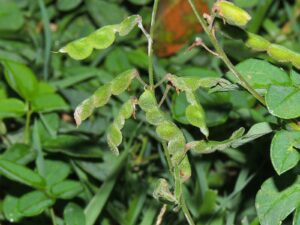 Desmodium incanum (Strong back)