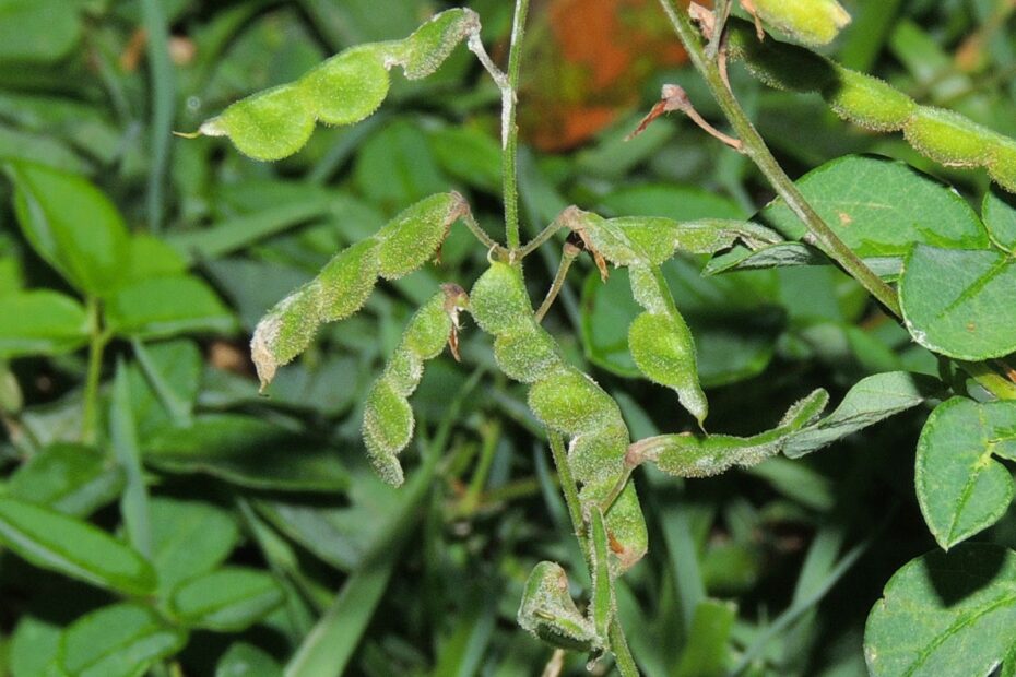 Desmodium incanum (Strong back)