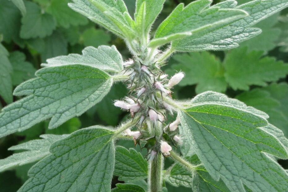 Motherwort