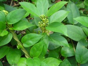 Gymnema sylvestre
