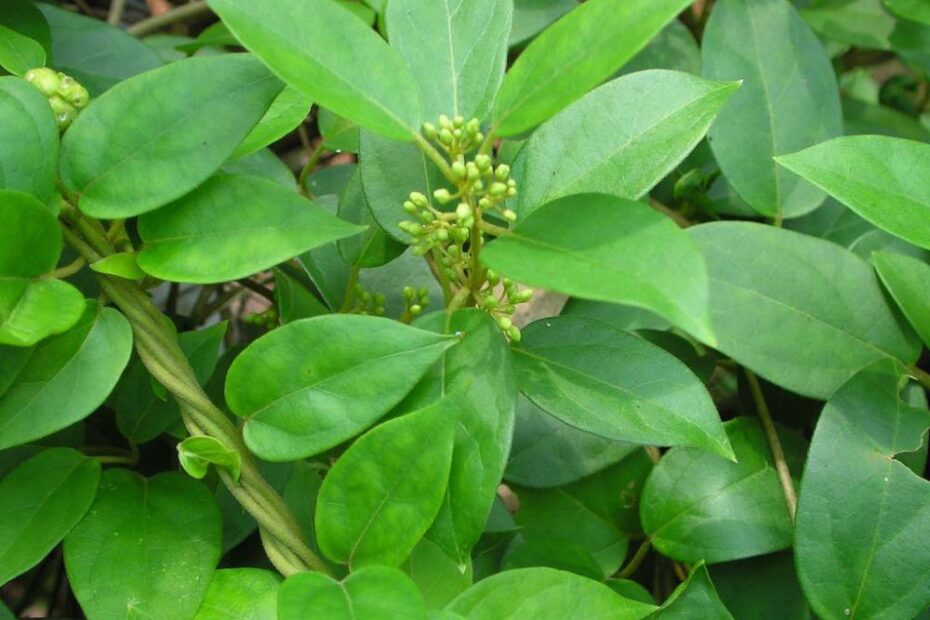 Gymnema sylvestre
