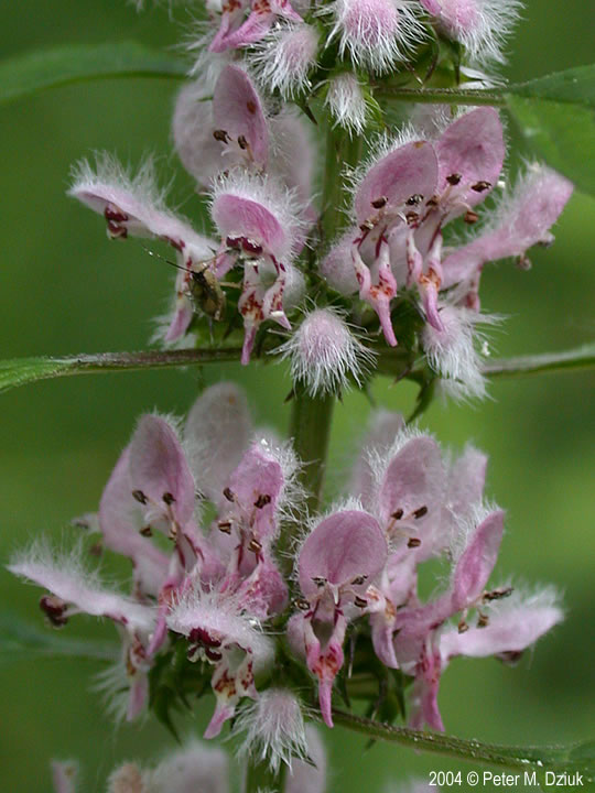 Motherwort (Leonurus cardiaca) 2004 by Peter M. Dziuk.