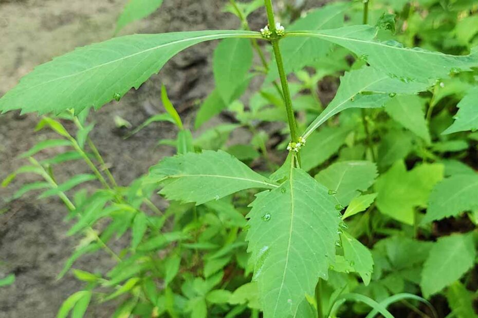 Bugleweed