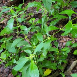 Bugleweed (Lycopus virginicus)