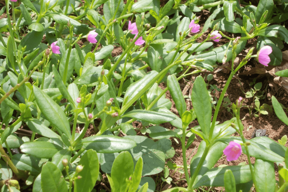 Waterleaf (Talinum triangulare)
